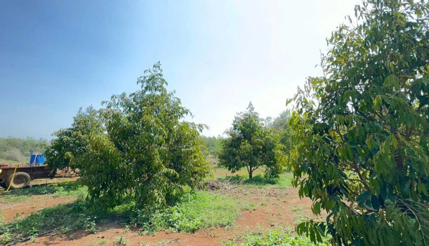 L090 20ha dat nong nghiep daknong (2)