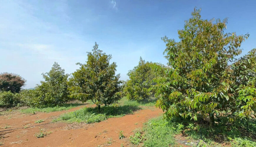 L090 20ha dat nong nghiep daknong (4)