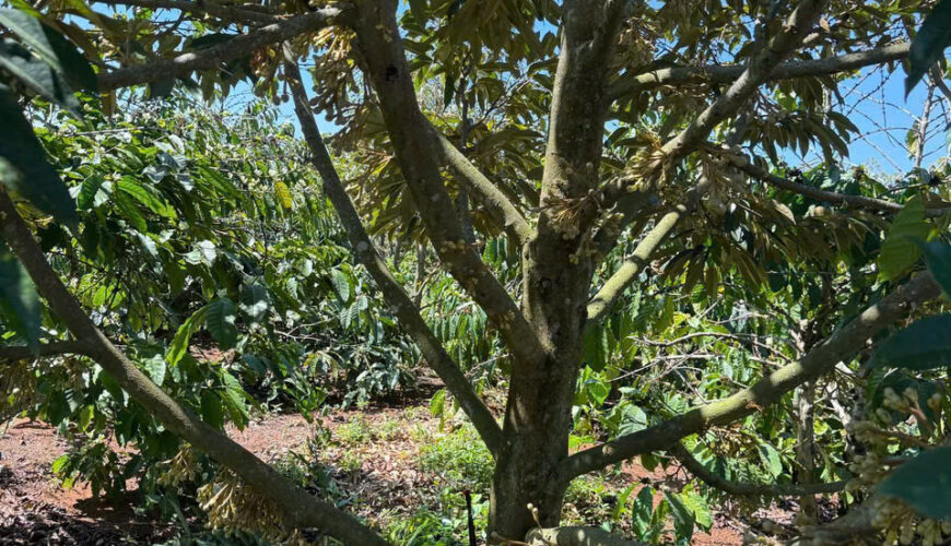 L090 20ha dat nong nghiep daknong (7)